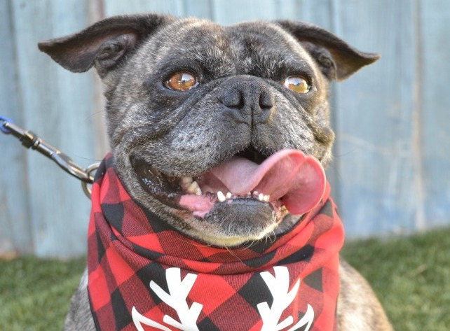 Buddy Lou - Adopt Me!, an adoptable Pug, Boston Terrier in Lake Forest, CA, 92630 | Photo Image 4