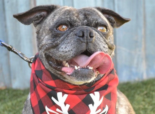 Buddy Lou - Adopt Me!, an adoptable Pug, Boston Terrier in Anaheim, CA, 92801 | Photo Image 4