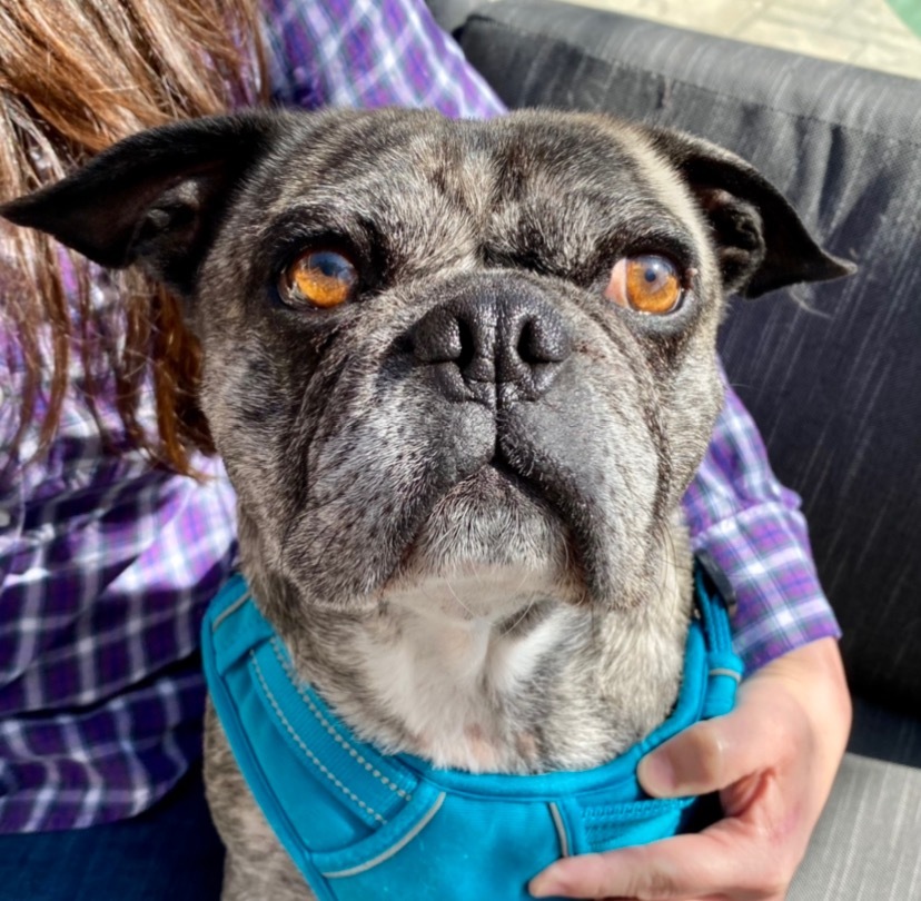 Buddy Lou - Adopt Me!, an adoptable Pug, Boston Terrier in Lake Forest, CA, 92630 | Photo Image 5