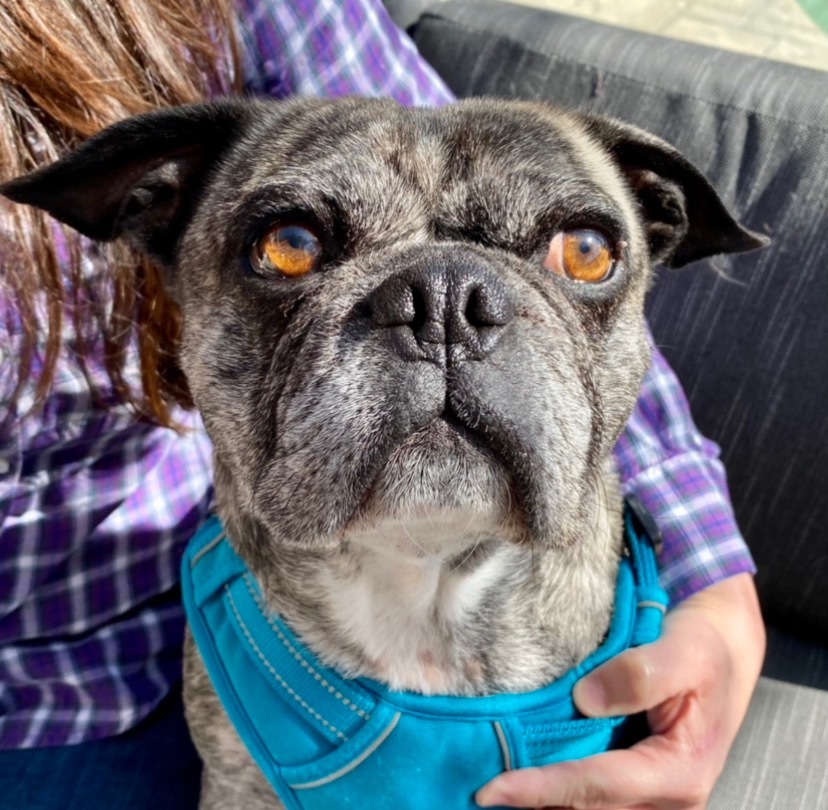 Buddy Lou - Adopt Me!, an adoptable Pug, Boston Terrier in Anaheim, CA, 92801 | Photo Image 5