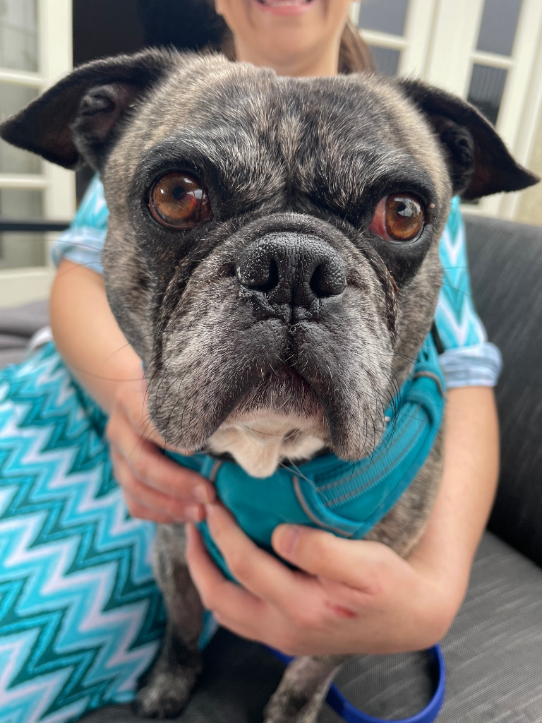 Buddy Lou - Adopt Me!, an adoptable Pug, Boston Terrier in Anaheim, CA, 92801 | Photo Image 6