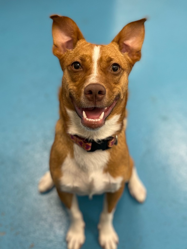 Dior, an adoptable Shiba Inu in Muskegon, MI, 49443 | Photo Image 2