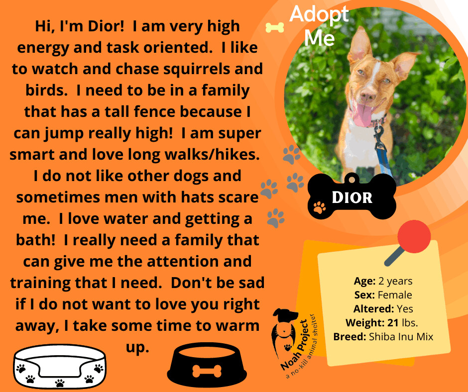 Dior, an adoptable Shiba Inu in Muskegon, MI, 49443 | Photo Image 5