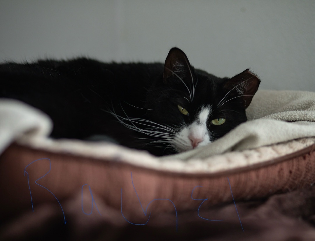 Rachel, an adoptable Tuxedo, Domestic Short Hair in Acushnet, MA, 02743 | Photo Image 3