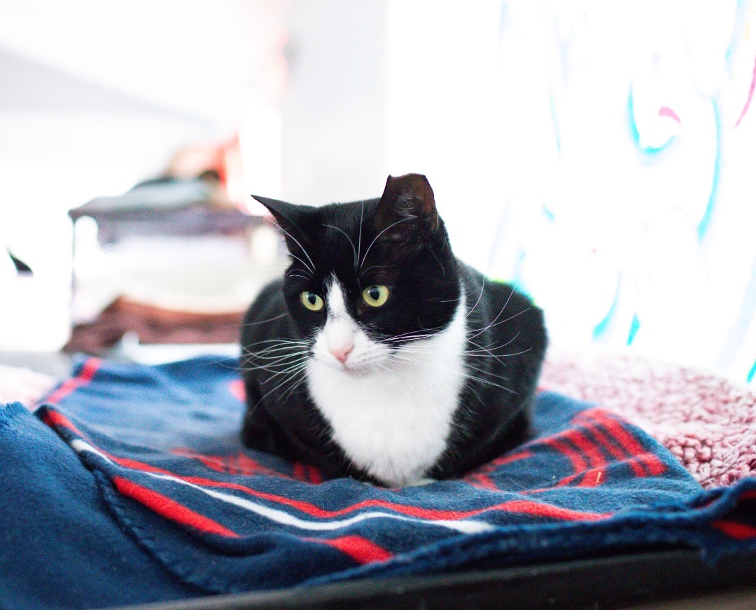 Rachel, an adoptable Tuxedo, Domestic Short Hair in Acushnet, MA, 02743 | Photo Image 1