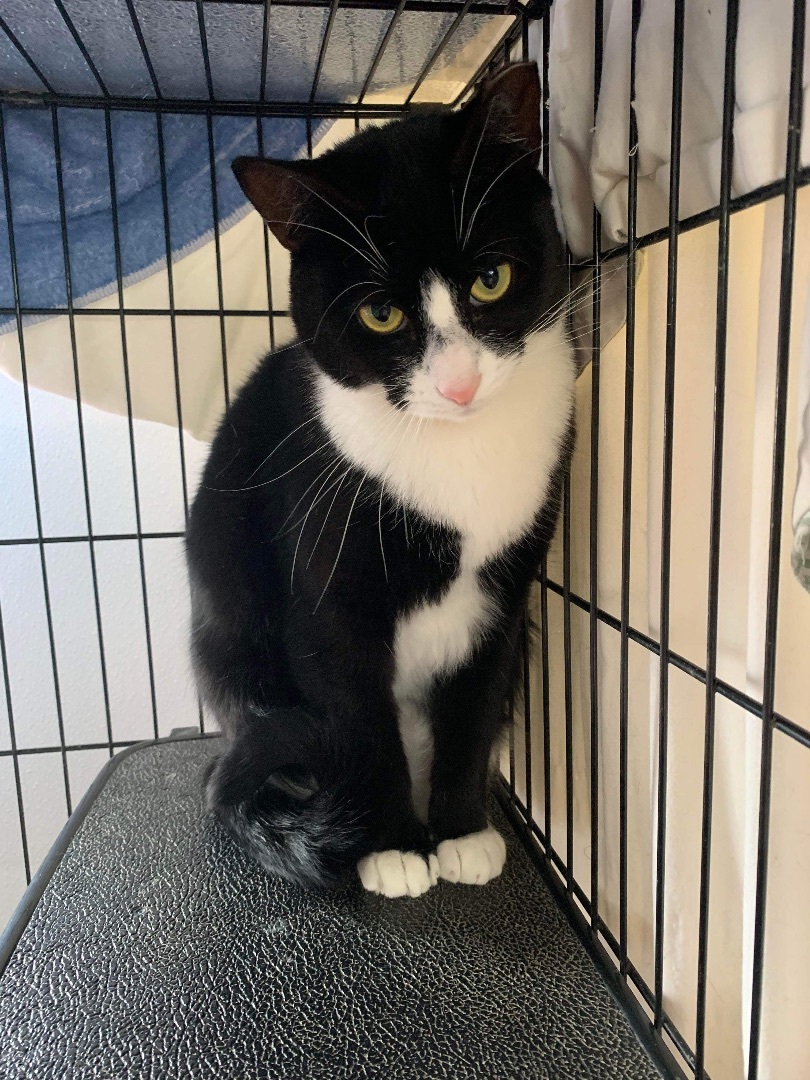 Rachel, an adoptable Tuxedo, Domestic Short Hair in Acushnet, MA, 02743 | Photo Image 4