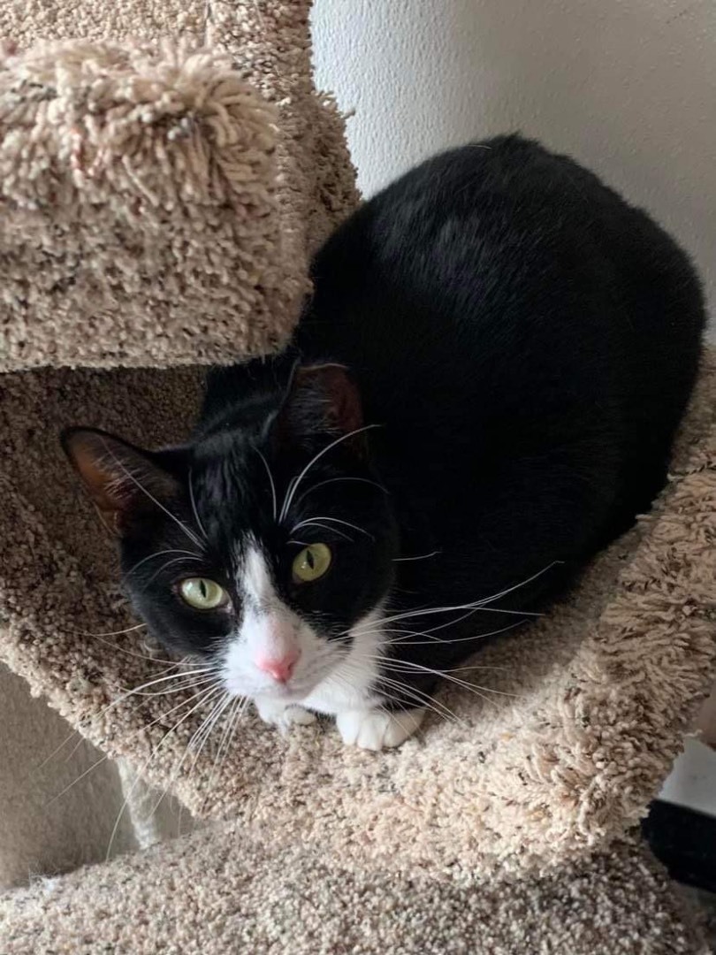 Rachel, an adoptable Tuxedo, Domestic Short Hair in Acushnet, MA, 02743 | Photo Image 6