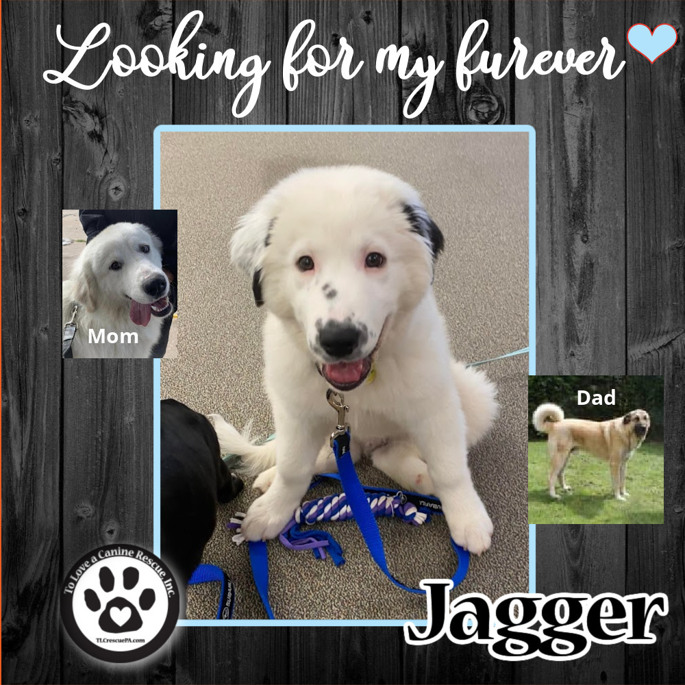 Jagger (Pups of Pyrsonality) 021922