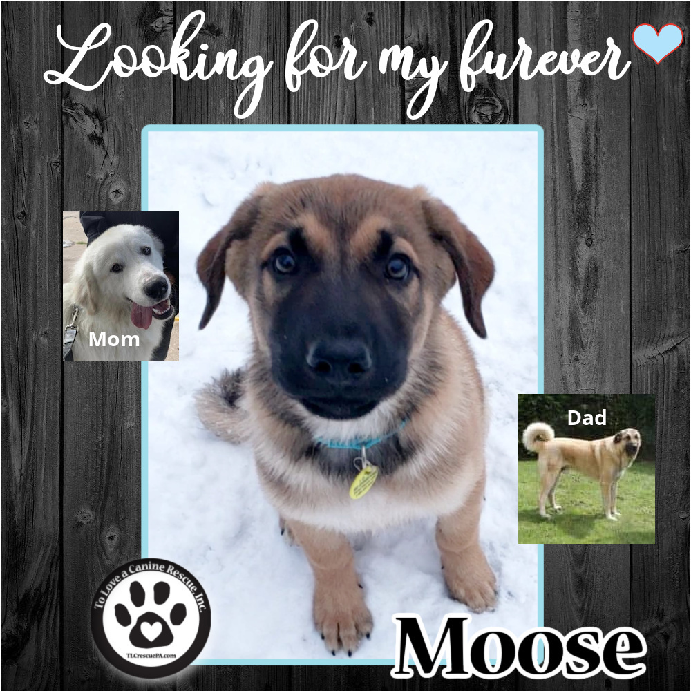 Moose (Pups of Pyrsonality) 021922
