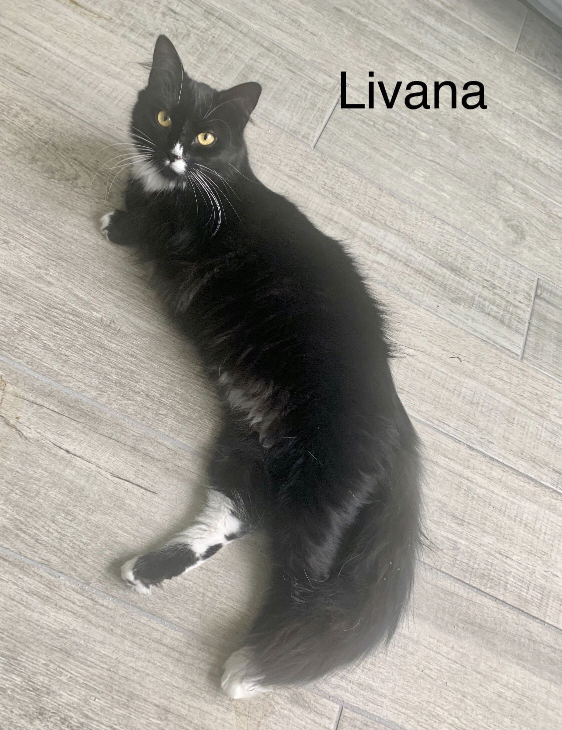 Livana, an adoptable Tuxedo, Domestic Short Hair in Winter Garden, FL, 34787 | Photo Image 1