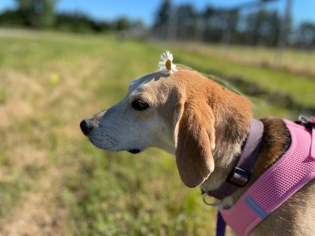 Jessie and Jackie, an adoptable Hound in Lapeer, MI, 48446 | Photo Image 2