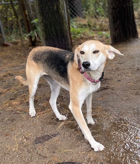 Jessie and Jackie, an adoptable Hound in Lapeer, MI, 48446 | Photo Image 1