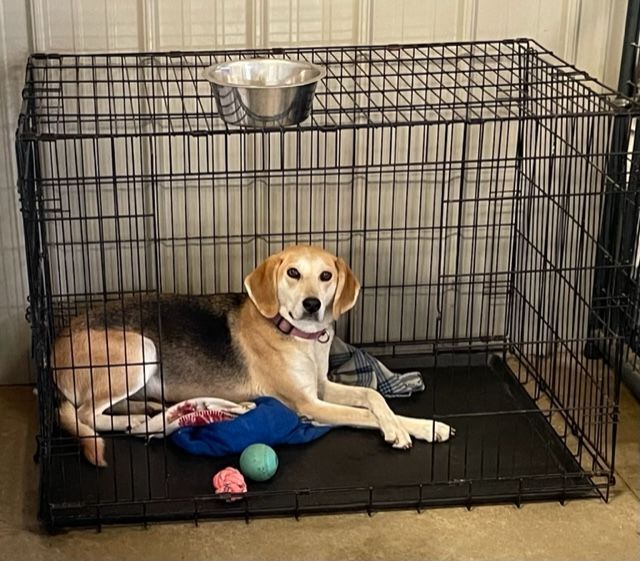 Jessie and Jackie, an adoptable Hound in Lapeer, MI, 48446 | Photo Image 3