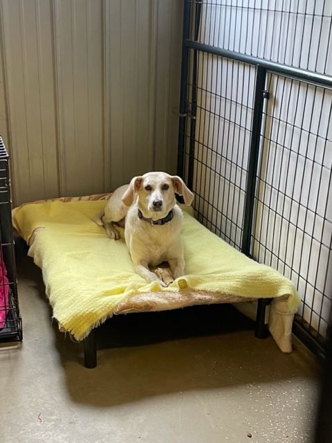 Jackie and Jessie, an adoptable Hound in Lapeer, MI, 48446 | Photo Image 2