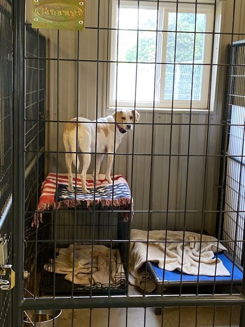 Jackie and Jessie, an adoptable Hound in Lapeer, MI, 48446 | Photo Image 3
