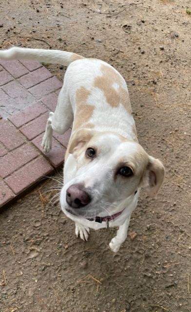 Jackie and Jessie, an adoptable Hound in Lapeer, MI, 48446 | Photo Image 4