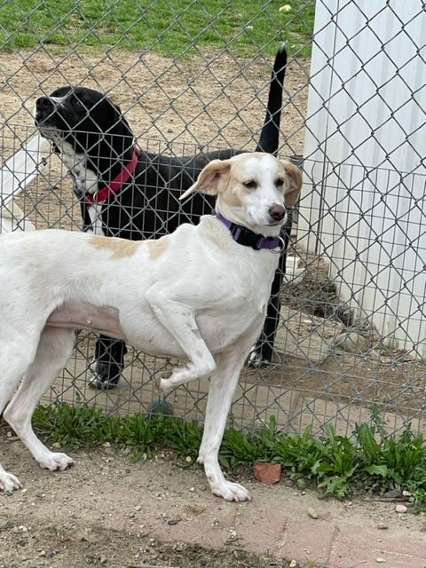Jackie and Jessie, an adoptable Hound in Lapeer, MI, 48446 | Photo Image 1