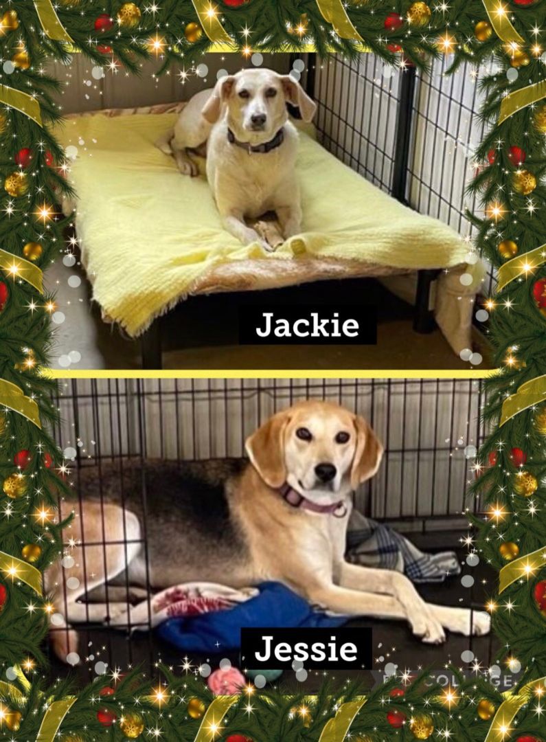 Jackie and Jessie, an adoptable Hound in Lapeer, MI, 48446 | Photo Image 5