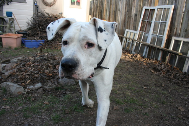 Bea, an adoptable Dogo Argentino in Toronto, ON, M6N 4R8 | Photo Image 1