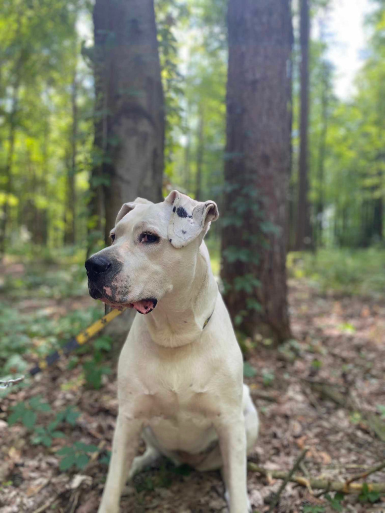 Bea, an adoptable Dogo Argentino in Toronto, ON, M6N 4R8 | Photo Image 1