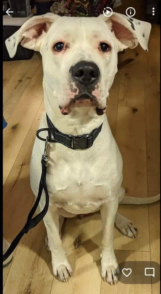 Bea, an adoptable Dogo Argentino in Toronto, ON, M6N 4R8 | Photo Image 2