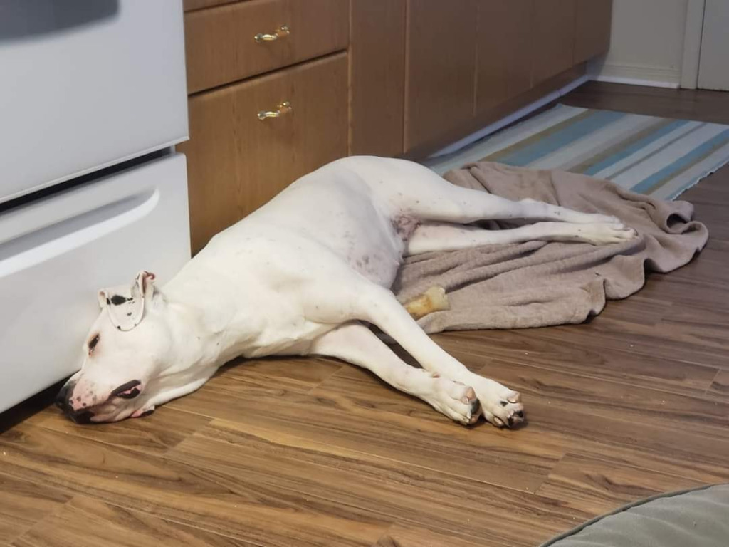 Bea, an adoptable Dogo Argentino in Toronto, ON, M6N 4R8 | Photo Image 3
