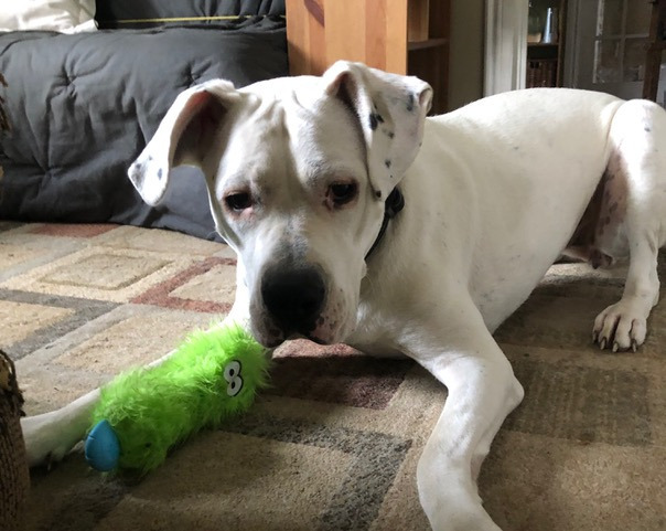 Bea, an adoptable Dogo Argentino in Toronto, ON, M6N 4R8 | Photo Image 6