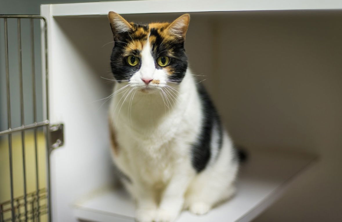 Rosy Cotton, an adoptable Domestic Short Hair in Stafford, VA, 22554 | Photo Image 1