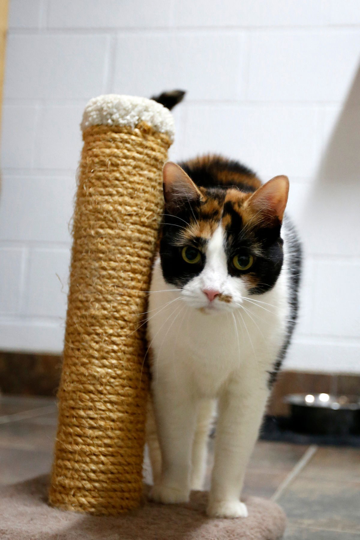 Rosy Cotton, an adoptable Domestic Short Hair in Stafford, VA, 22554 | Photo Image 2