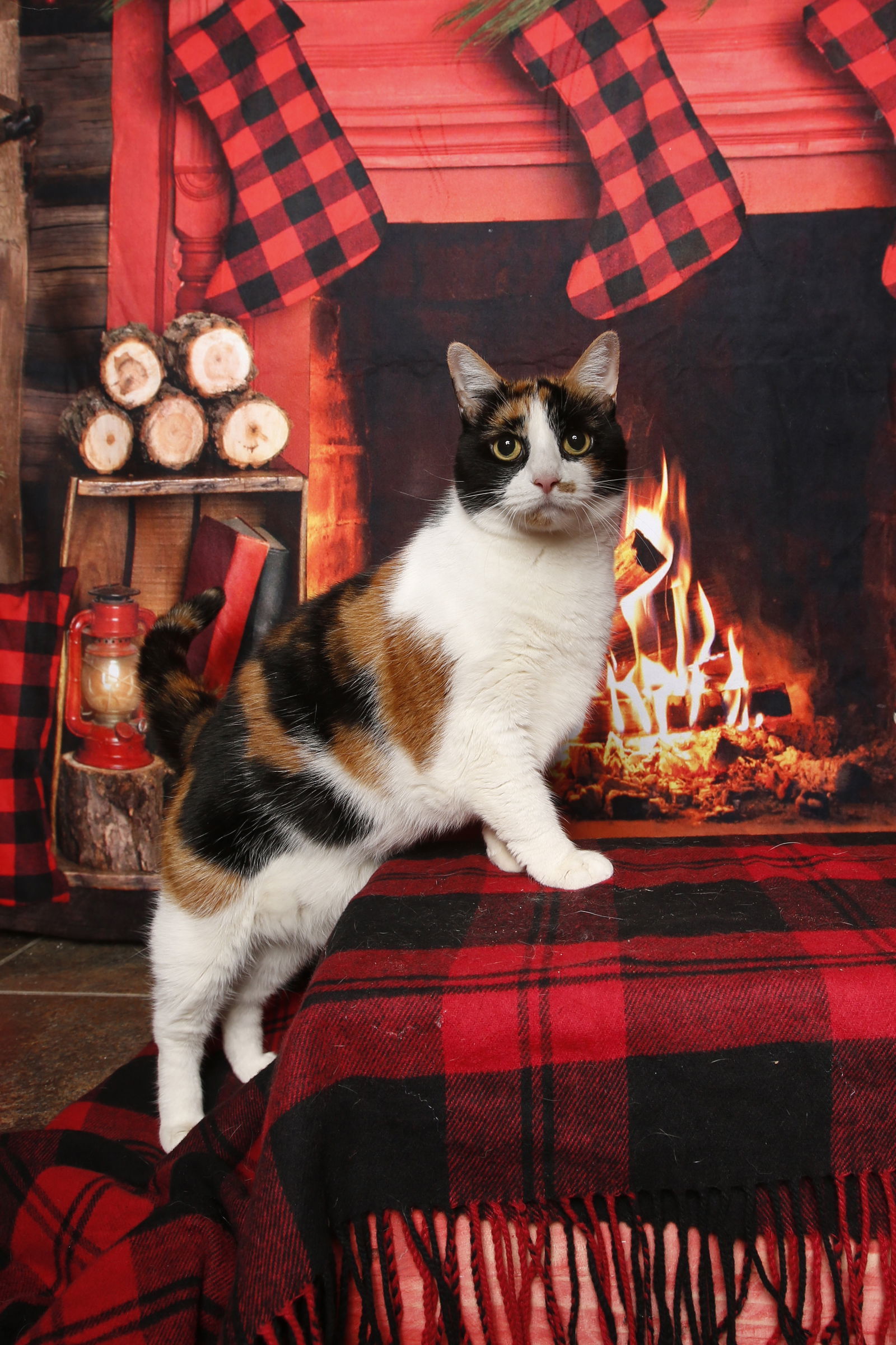 Rosy Cotton, an adoptable Domestic Short Hair in Stafford, VA, 22554 | Photo Image 3
