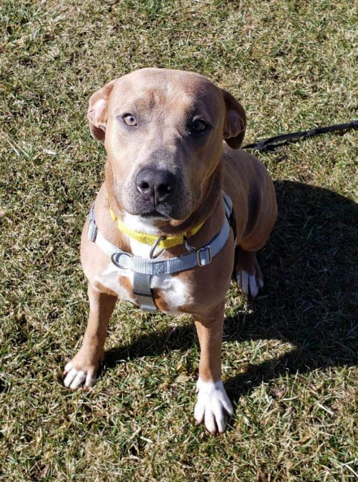 Paisley, an adoptable Hound & Pit Bull Terrier Mix in Naperville, IL_image-6
