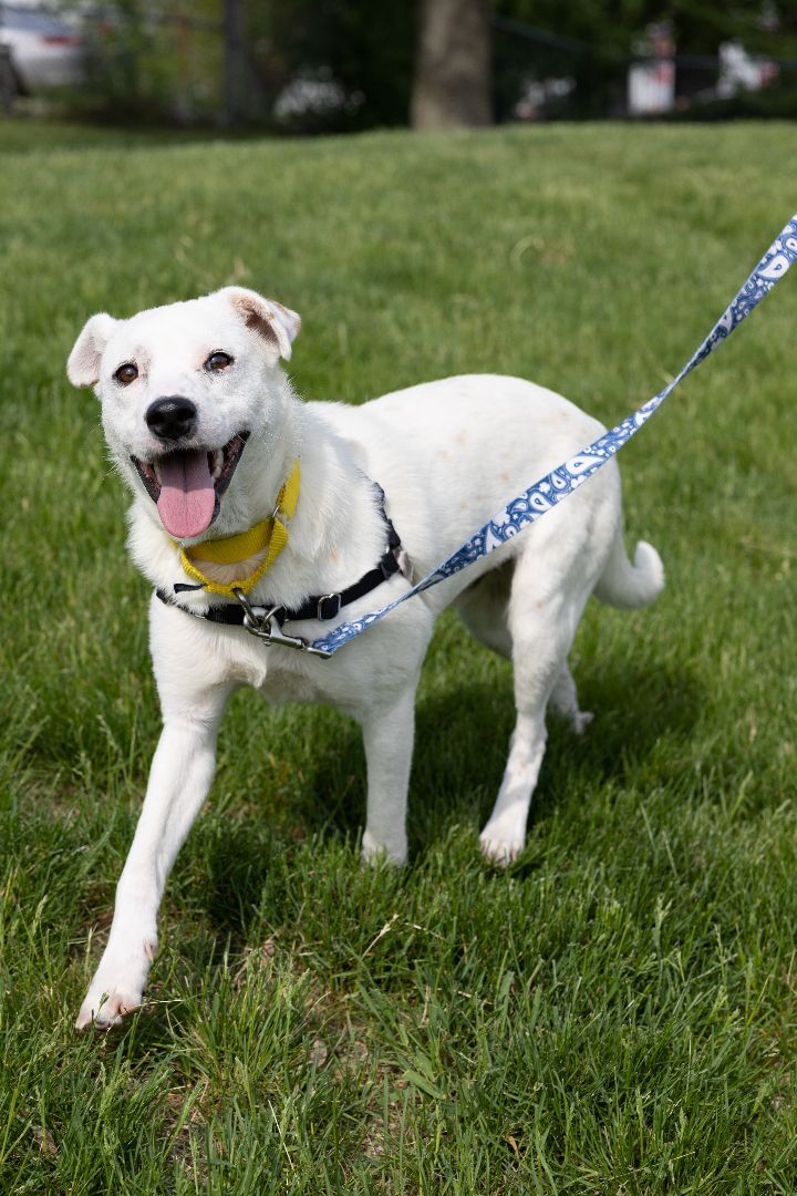 Arnold, an adopted Catahoula Leopard Dog & Mountain Cur Mix in Naperville, IL_image-1