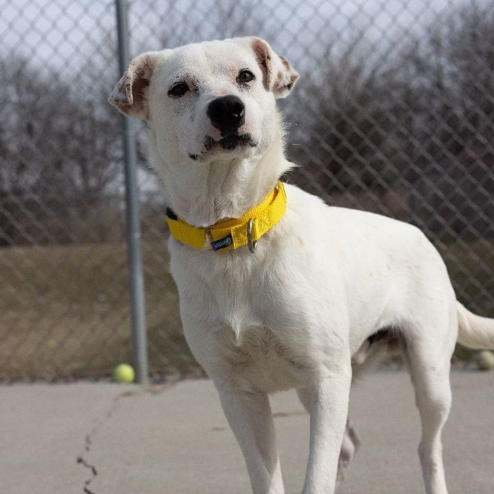 Arnold, an adoptable Catahoula Leopard Dog & Mountain Cur Mix in Naperville, IL_image-2
