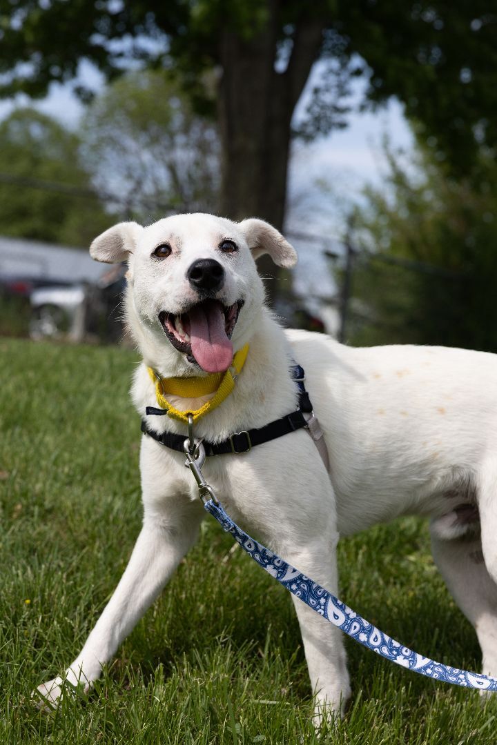 Arnold, an adopted Catahoula Leopard Dog & Mountain Cur Mix in Naperville, IL_image-3