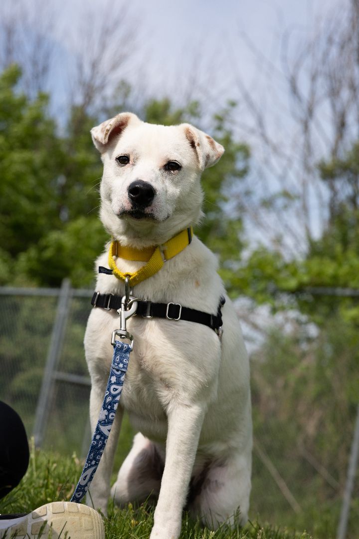 Arnold, an adoptable Catahoula Leopard Dog & Mountain Cur Mix in Naperville, IL_image-4