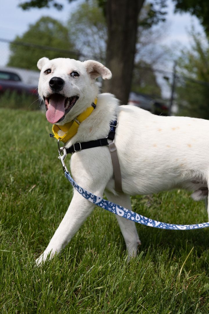 Arnold, an adoptable Catahoula Leopard Dog & Mountain Cur Mix in Naperville, IL_image-6