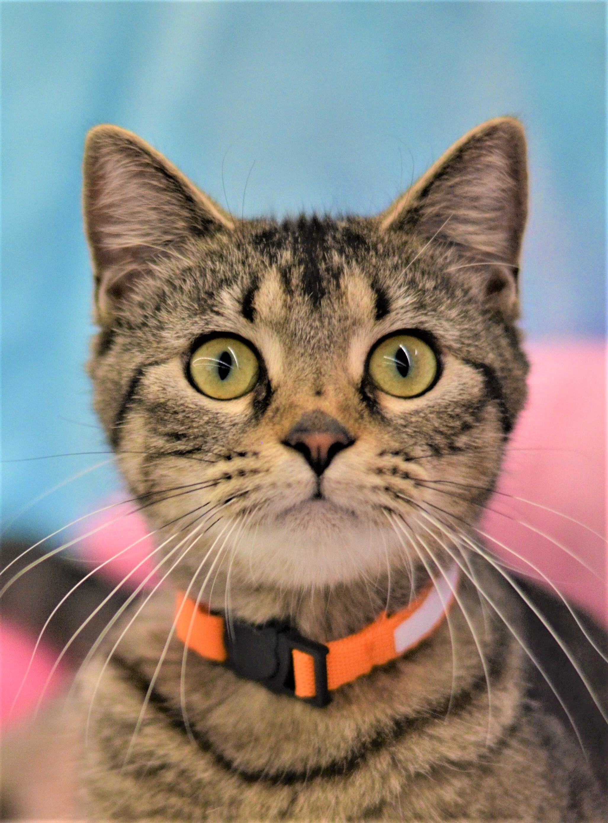 Valrie - Foster Home (Leo), an adoptable Tabby in Conroe, TX, 77303 | Photo Image 1