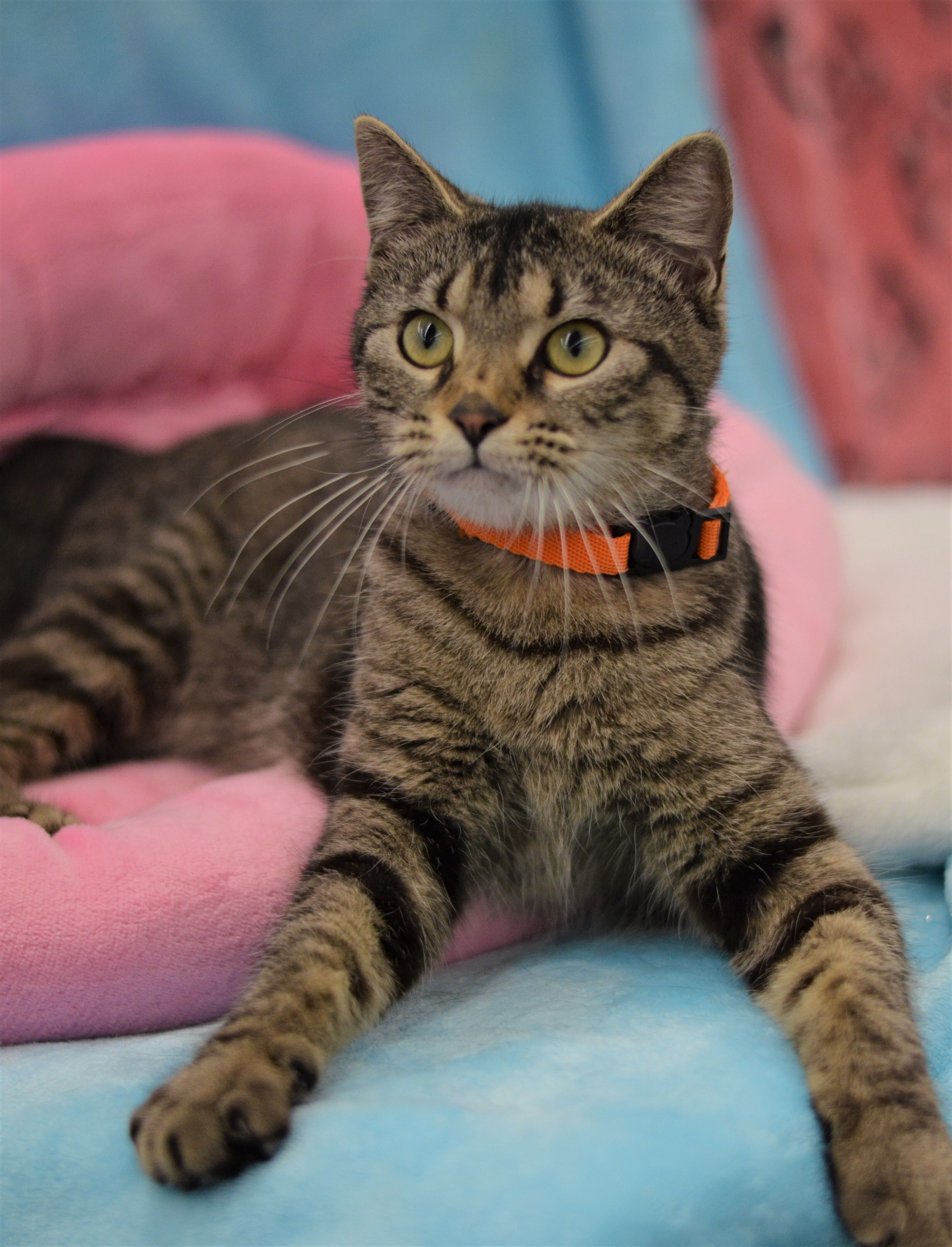 Valrie - Foster Home (Leo), an adoptable Tabby in Conroe, TX, 77303 | Photo Image 3