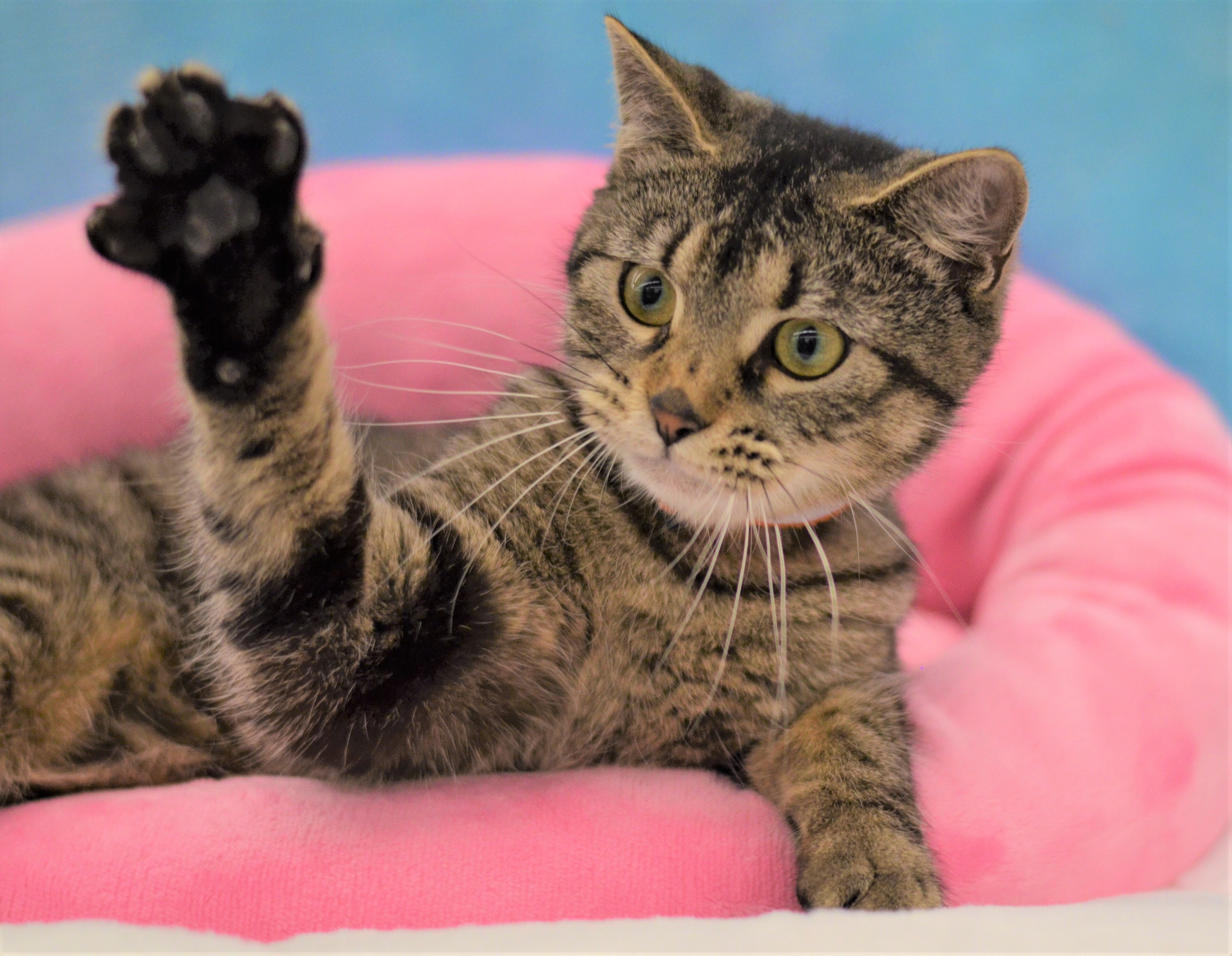 Valrie - Foster Home (Leo), an adoptable Tabby in Conroe, TX, 77303 | Photo Image 5