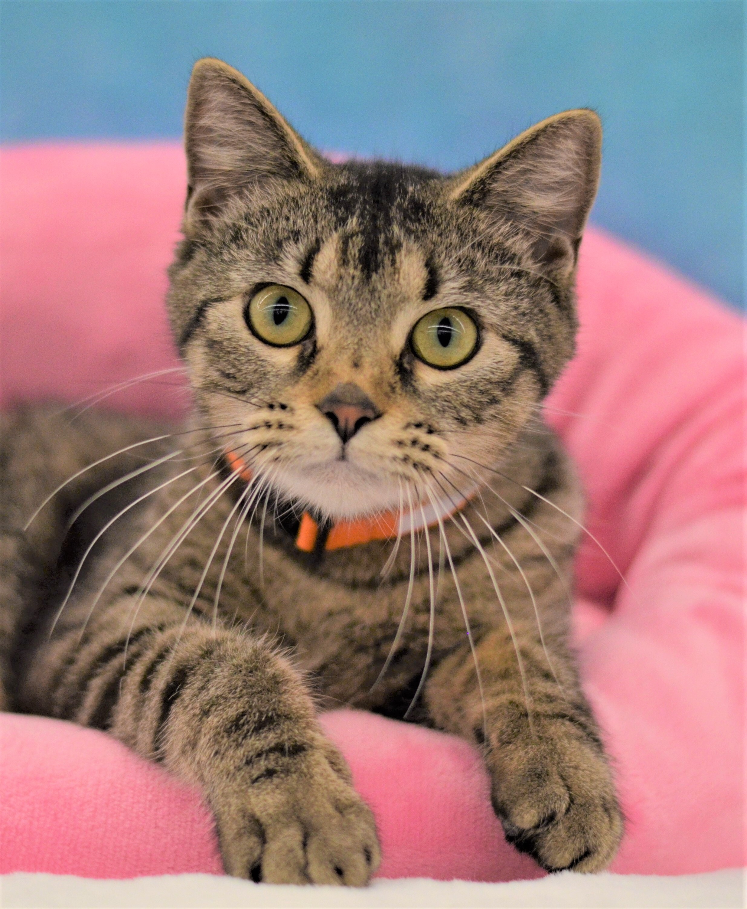 Valrie - Foster Home (Leo), an adoptable Tabby in Conroe, TX, 77303 | Photo Image 6