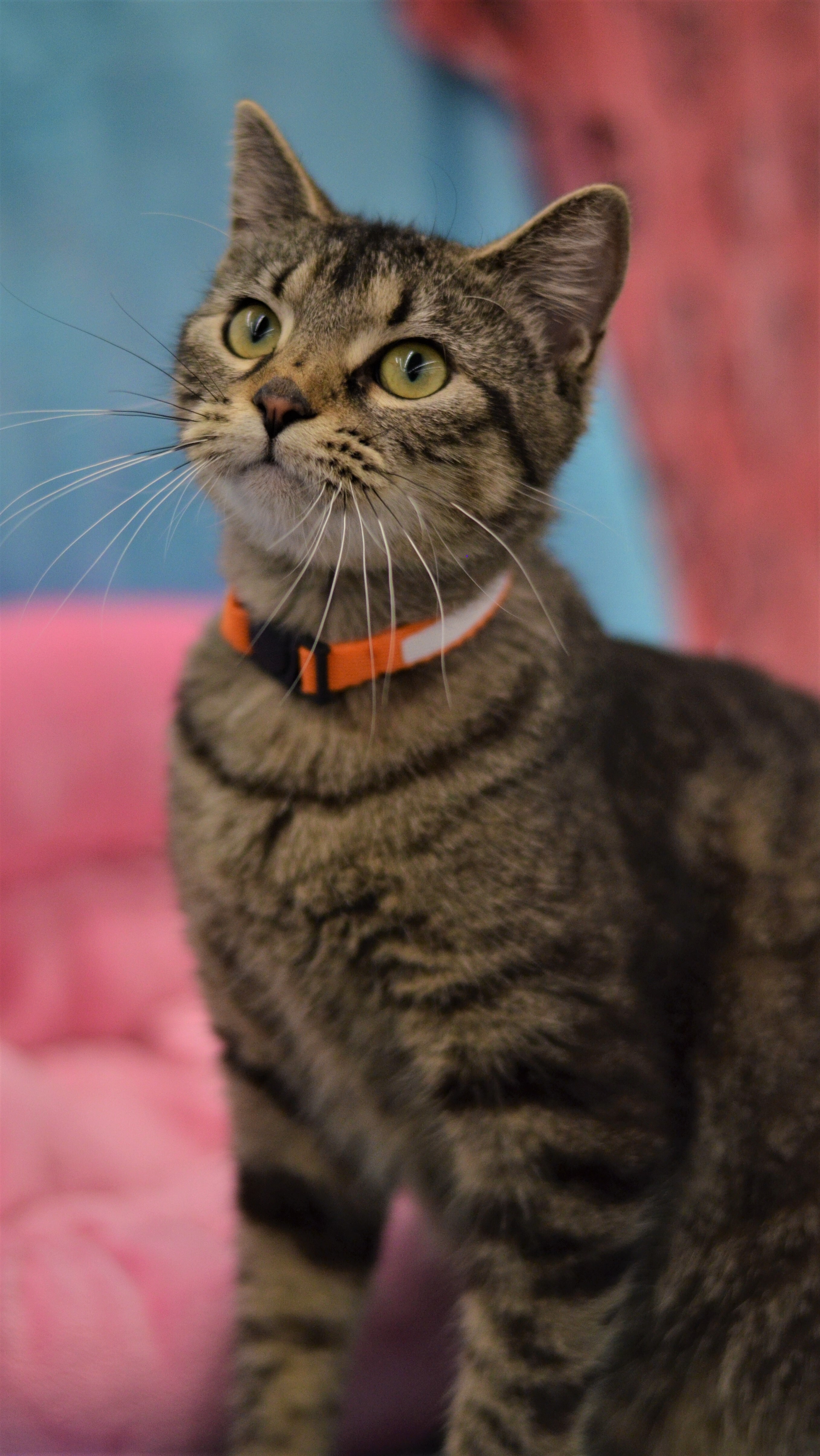 Valrie - Foster Home (Leo), an adoptable Tabby in Conroe, TX, 77303 | Photo Image 7