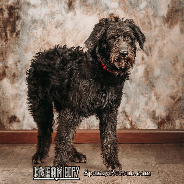 Velvet, an adopted Poodle Mix in Owensboro, KY_image-1