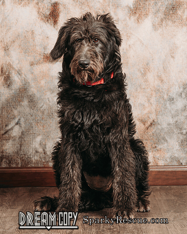 Velvet, an adopted Poodle Mix in Owensboro, KY_image-3