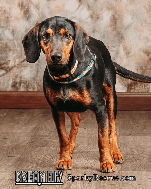 Lucy, an adoptable Beagle & Dachshund Mix in Owensboro, KY_image-1