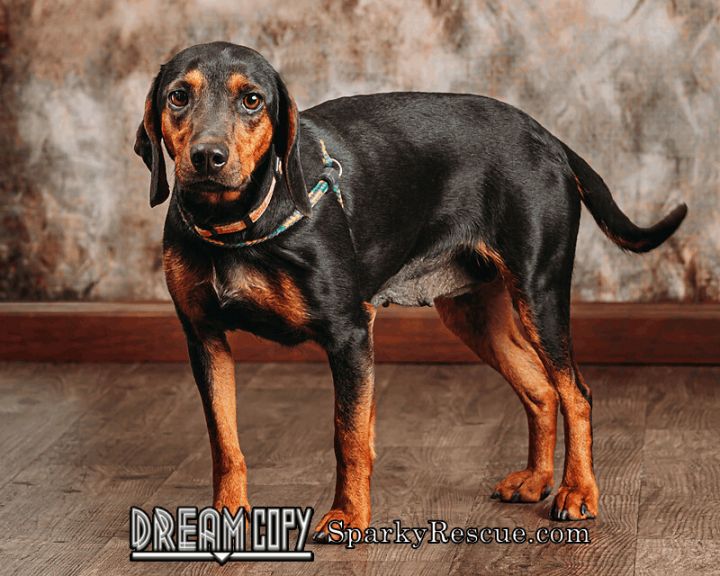 Lucy, an adopted Beagle & Dachshund Mix in Owensboro, KY_image-2