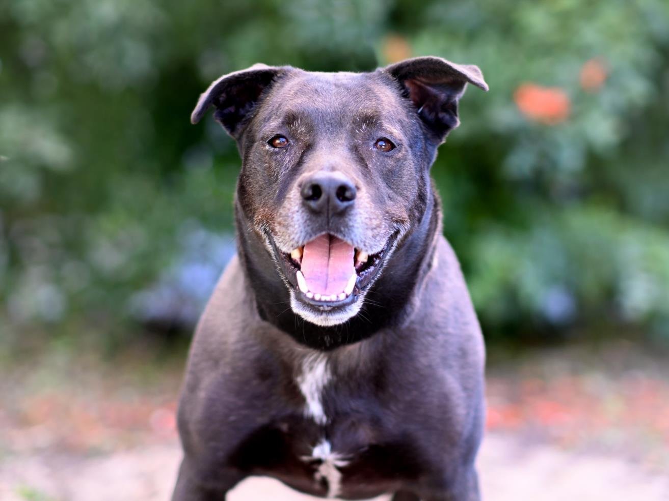HARLEY, an adoptable American Staffordshire Terrier in Tavares, FL, 32778 | Photo Image 1