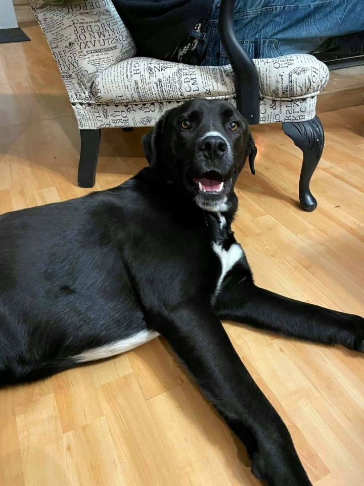 Dog for adoption - Bean, a Black Labrador Retriever & Husky Mix in Hanna,  AB | Petfinder