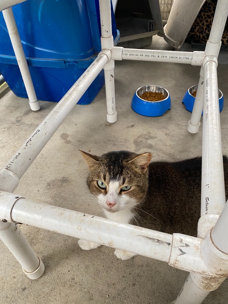 Lilith, an adoptable Domestic Short Hair in Darlington, SC, 29532 | Photo Image 1