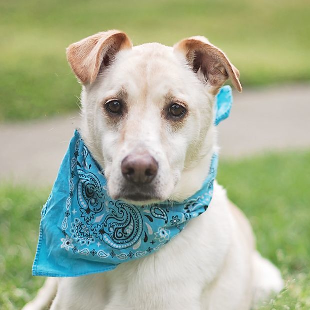 Allwood, an adoptable Labrador Retriever & Hound Mix in Kingwood, TX_image-1