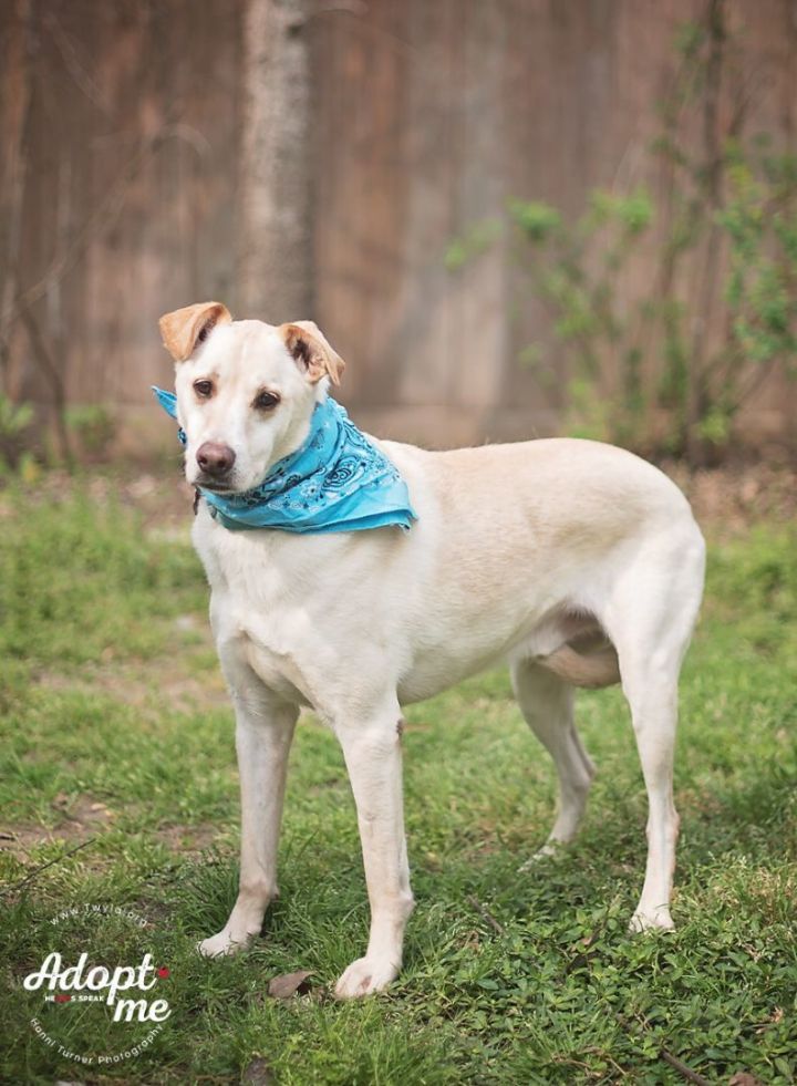 Allwood, an adoptable Labrador Retriever & Hound Mix in Kingwood, TX_image-3